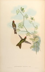Ramphomicron ruficeps = Chalcostigma ruficeps 作： John Gould
